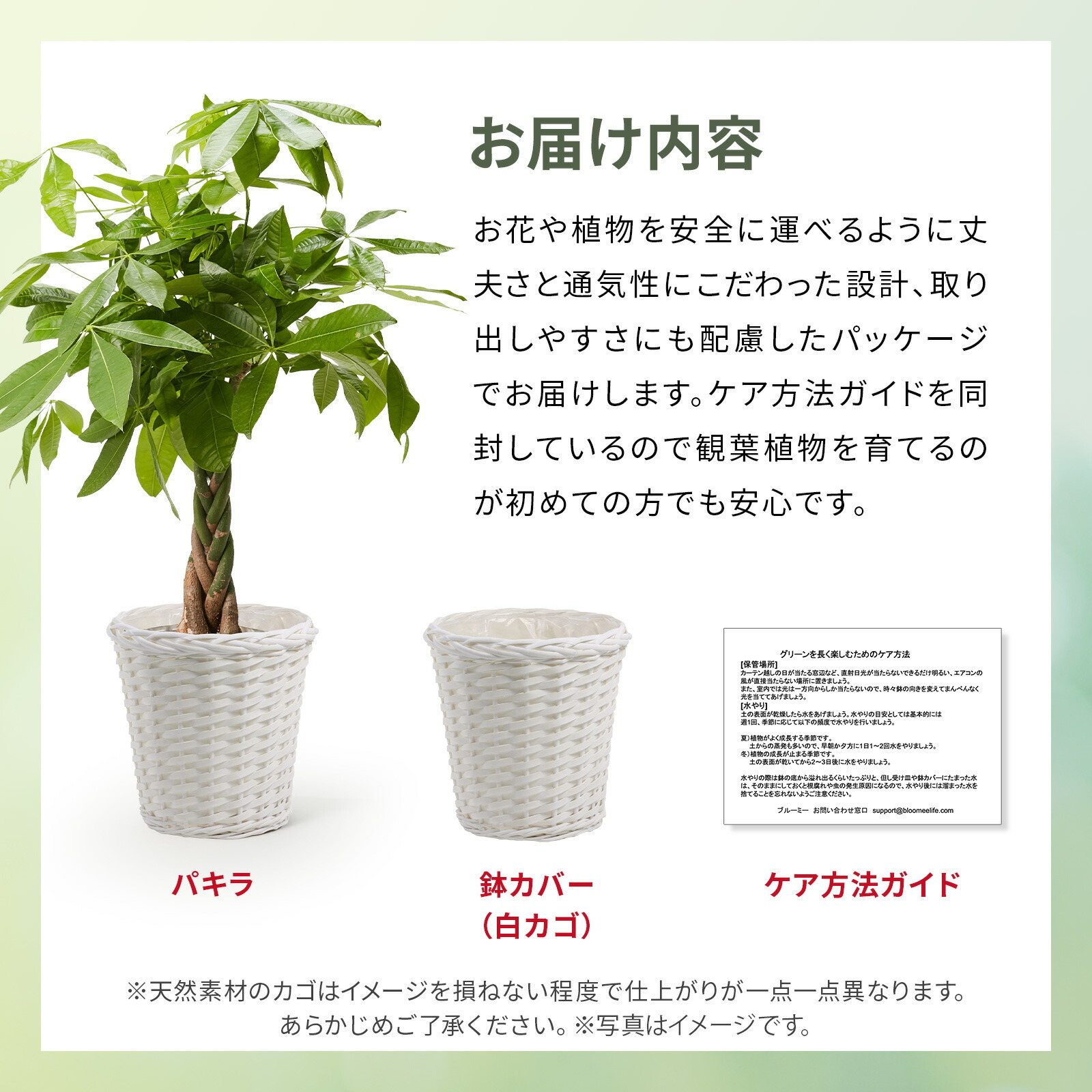 パキラ7号　白カゴ