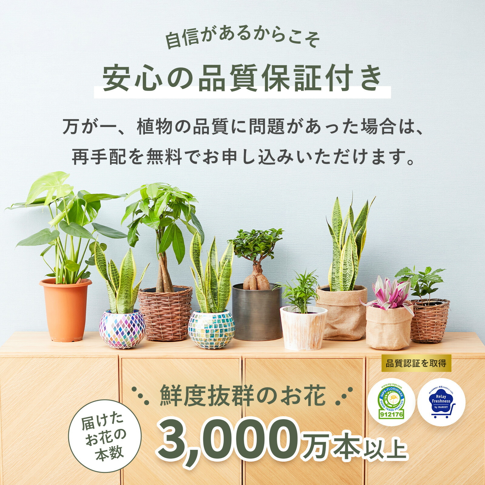 パキラ7号　白カゴ