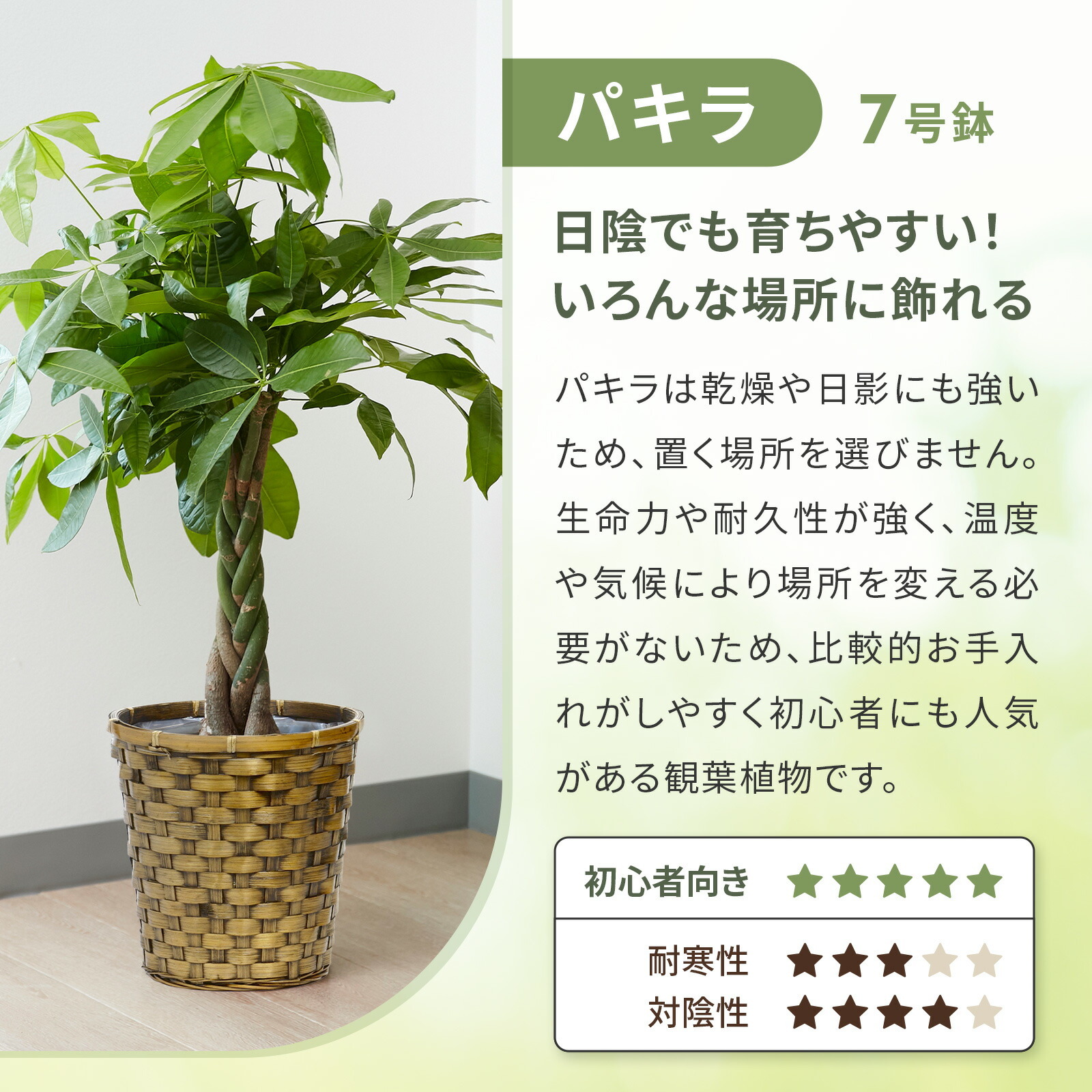 パキラ7号 木目カゴ
