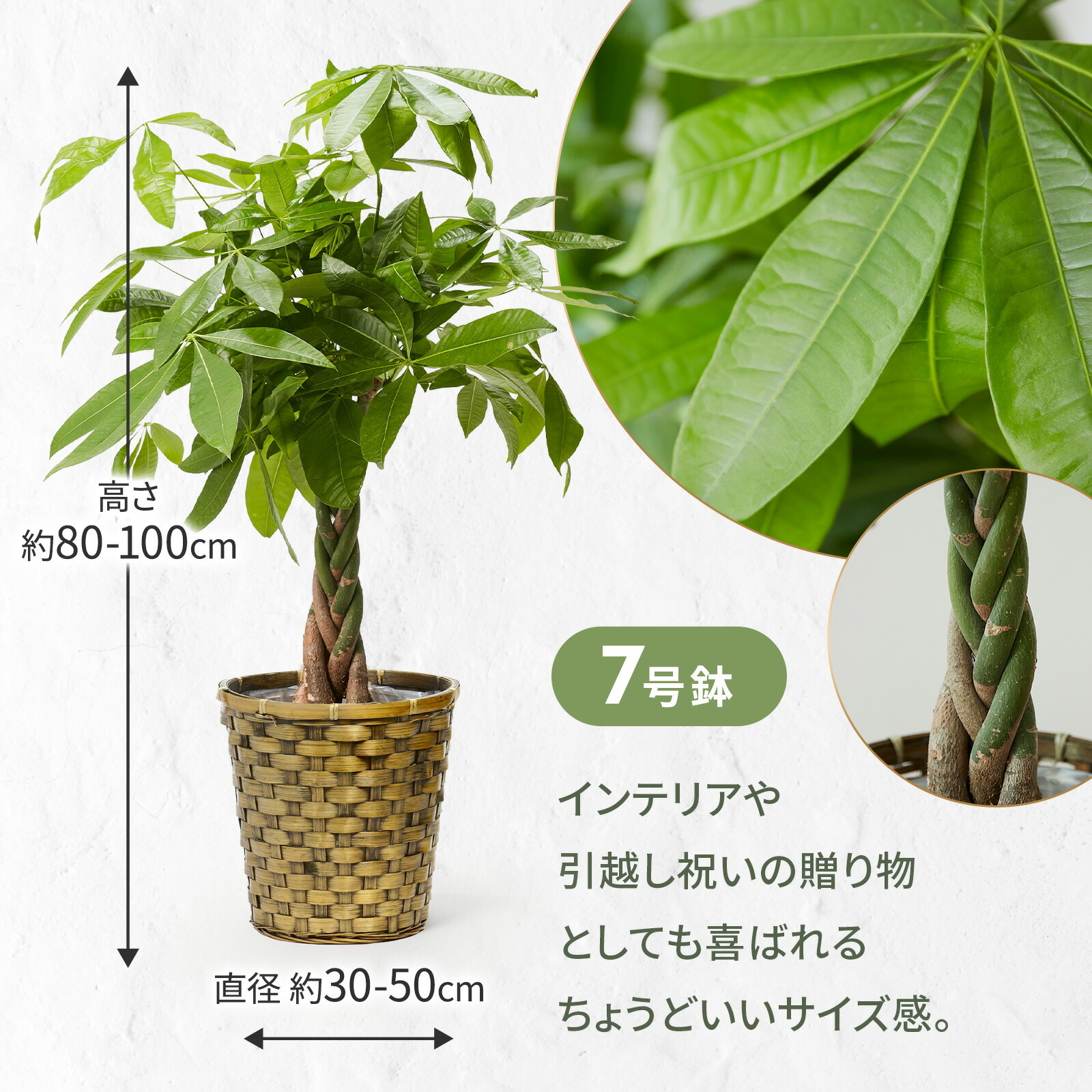 パキラ7号 木目カゴ