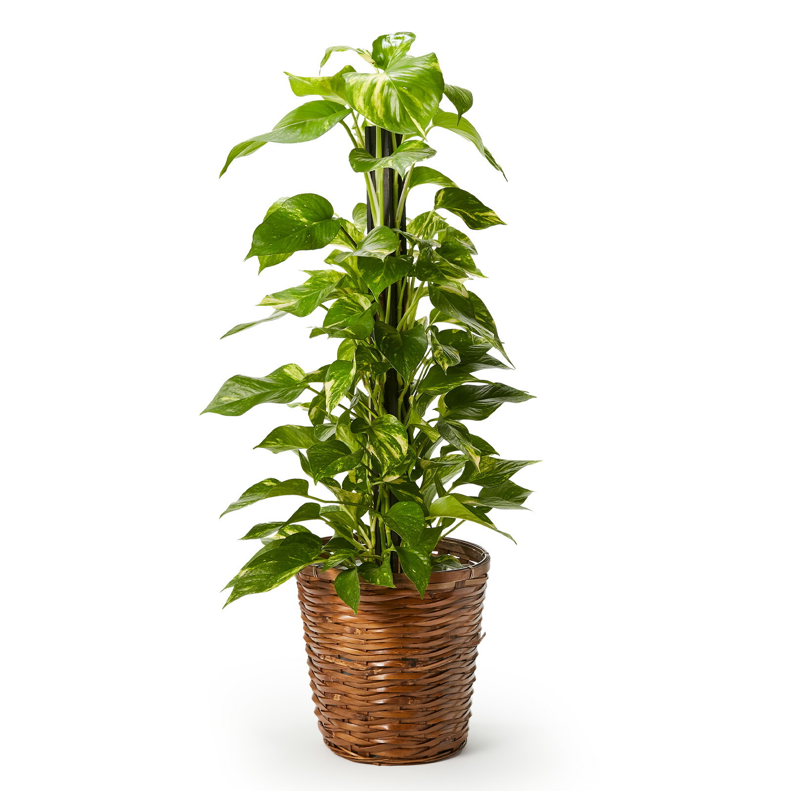 ポトス7号 カゴ | 観葉植物のギフト通販 ブルーミーストア