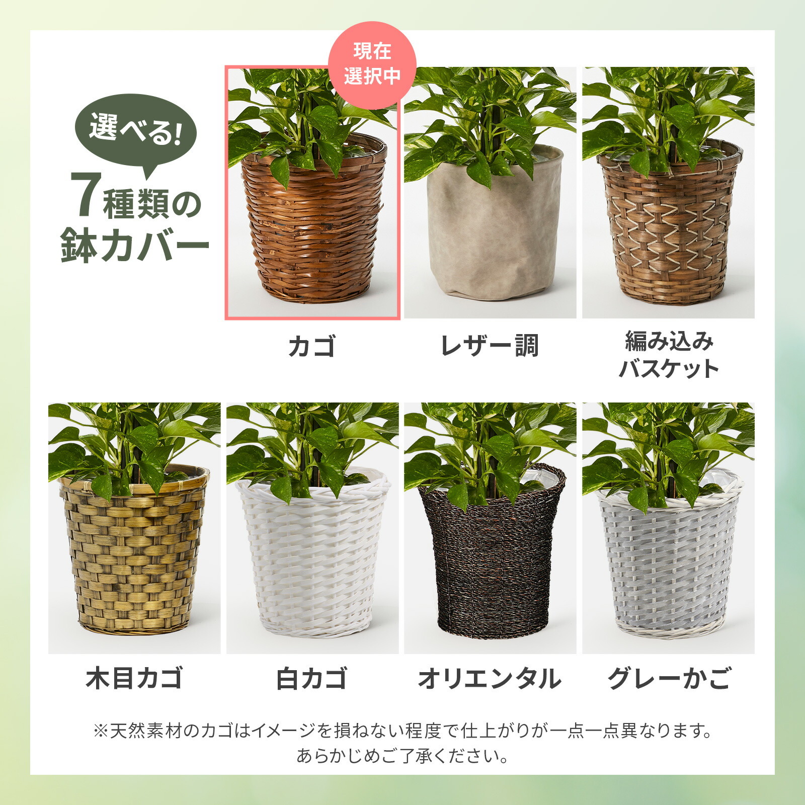 ポトス7号 カゴ