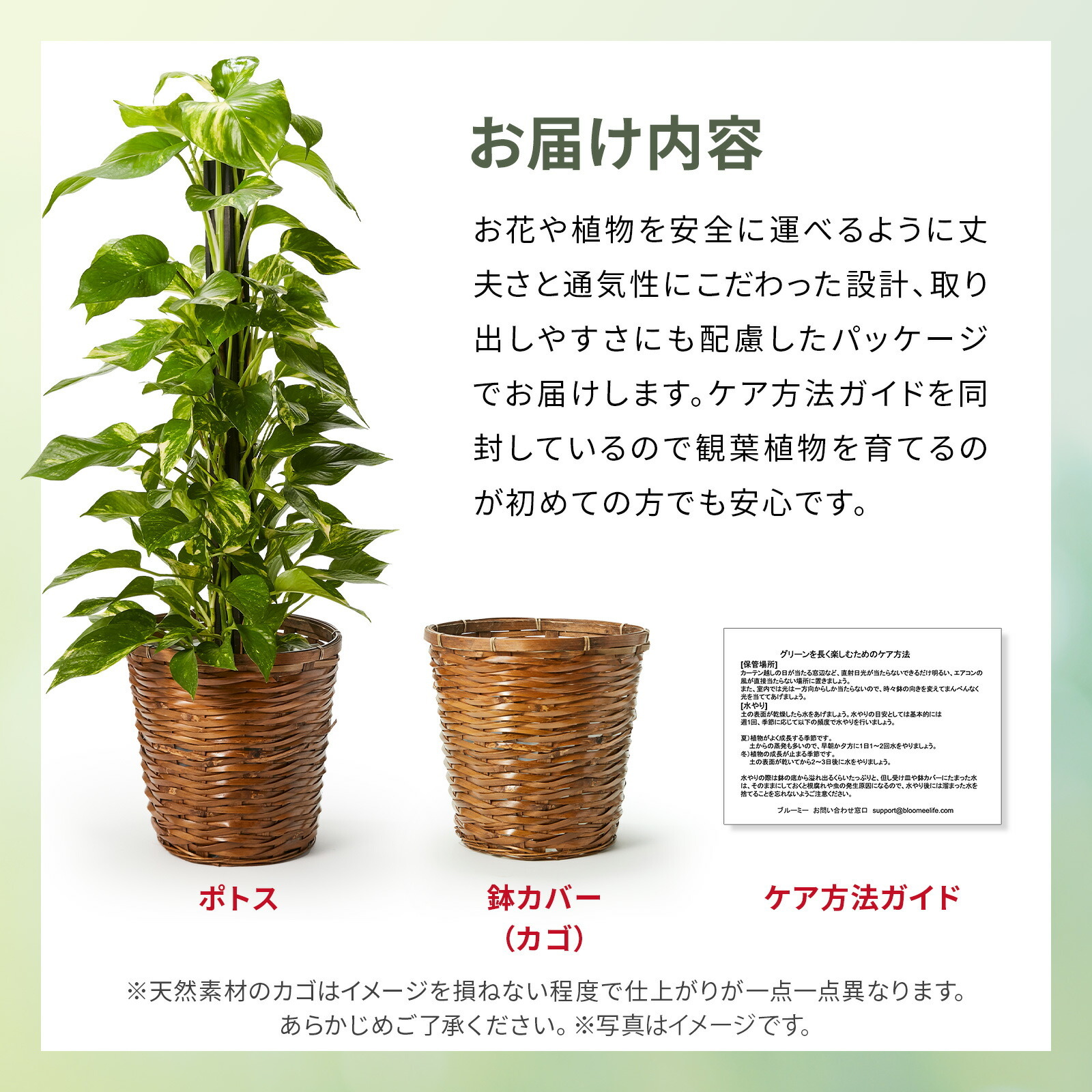 ポトス7号 カゴ