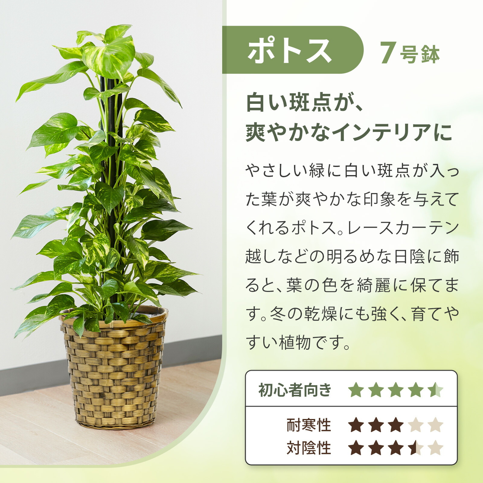 ポトス 7号 木目カゴ