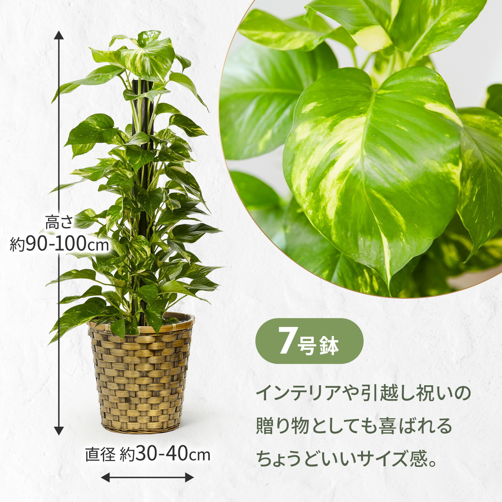 ポトス 7号 木目カゴ