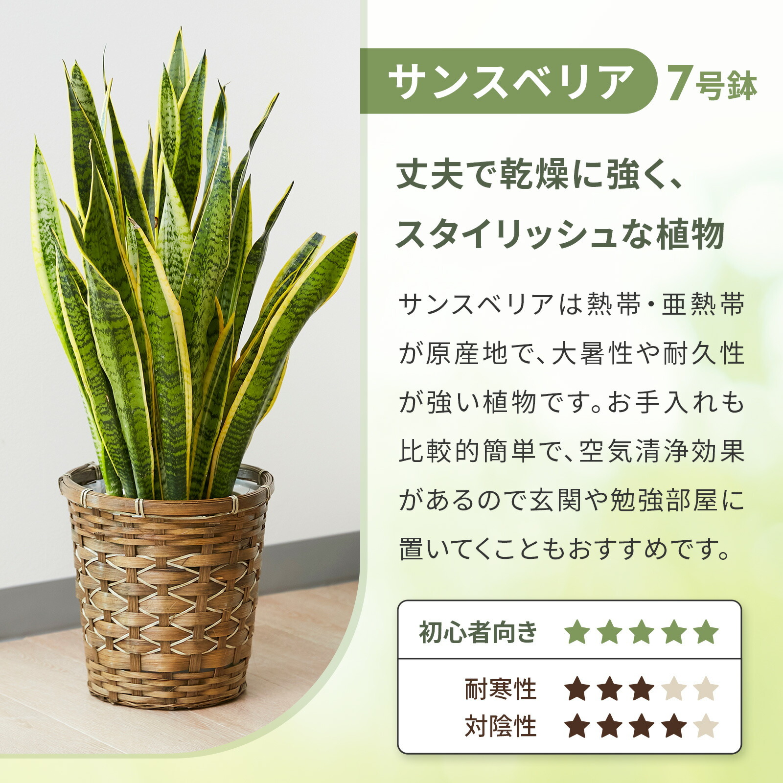 サンスベリア7号 編み込みバスケット