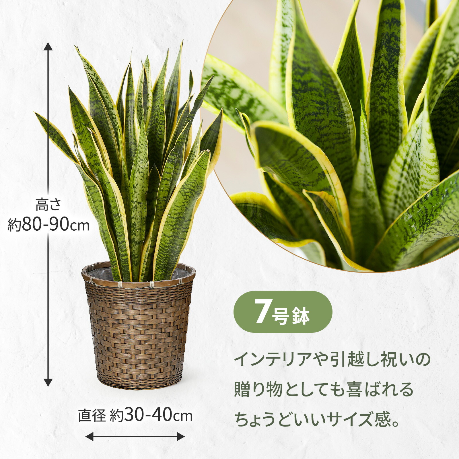 サンスベリア7号 編み込みバスケット