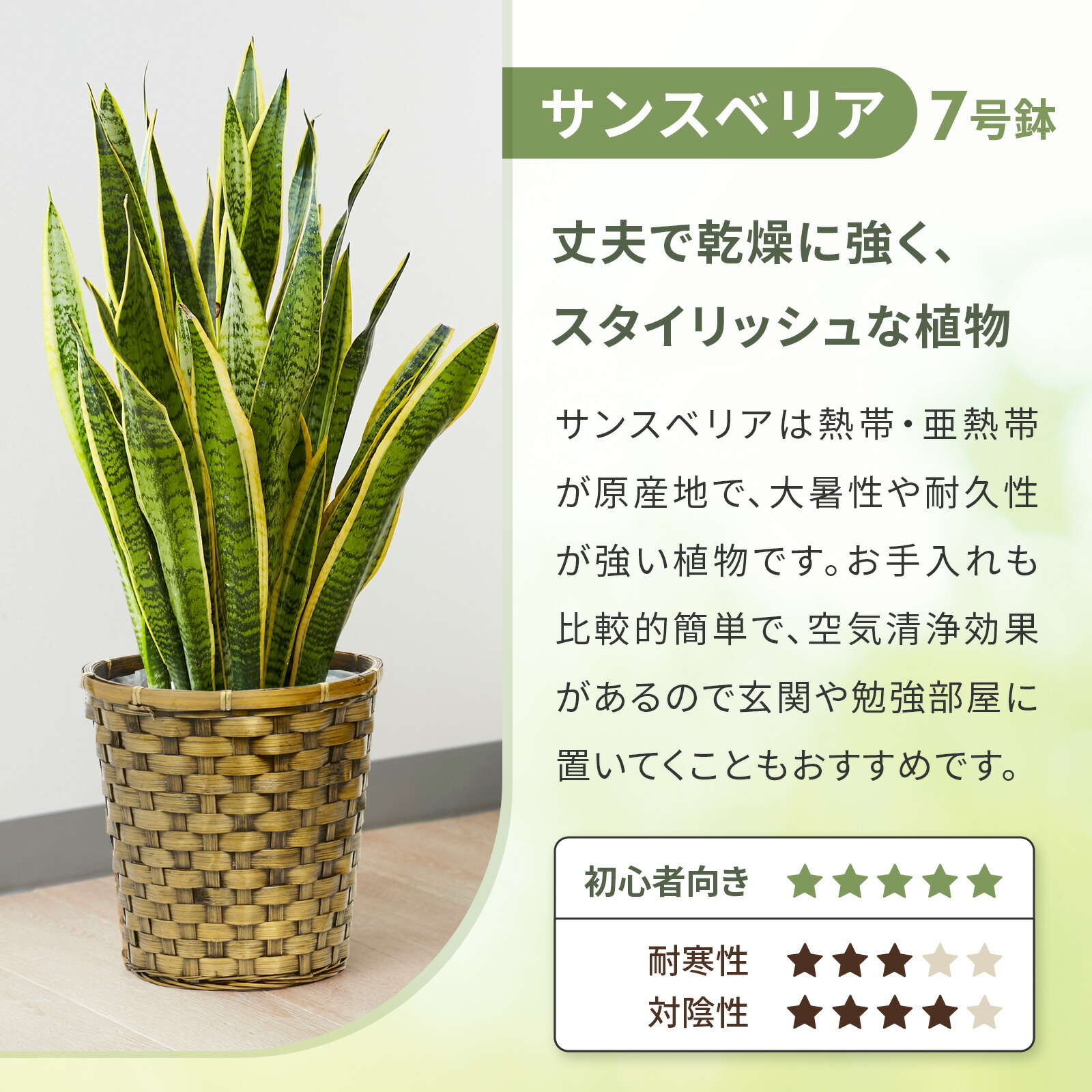 サンスベリア7号　木目カゴ