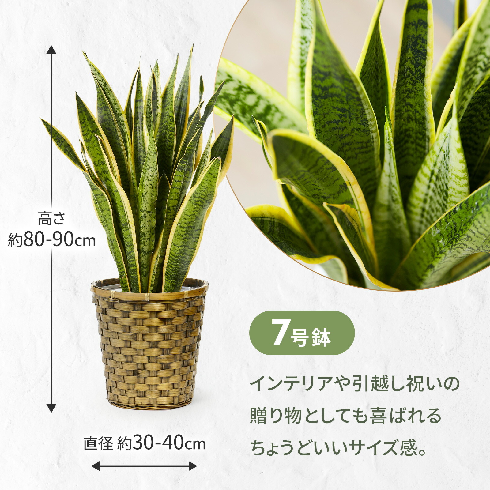 サンスベリア7号　木目カゴ