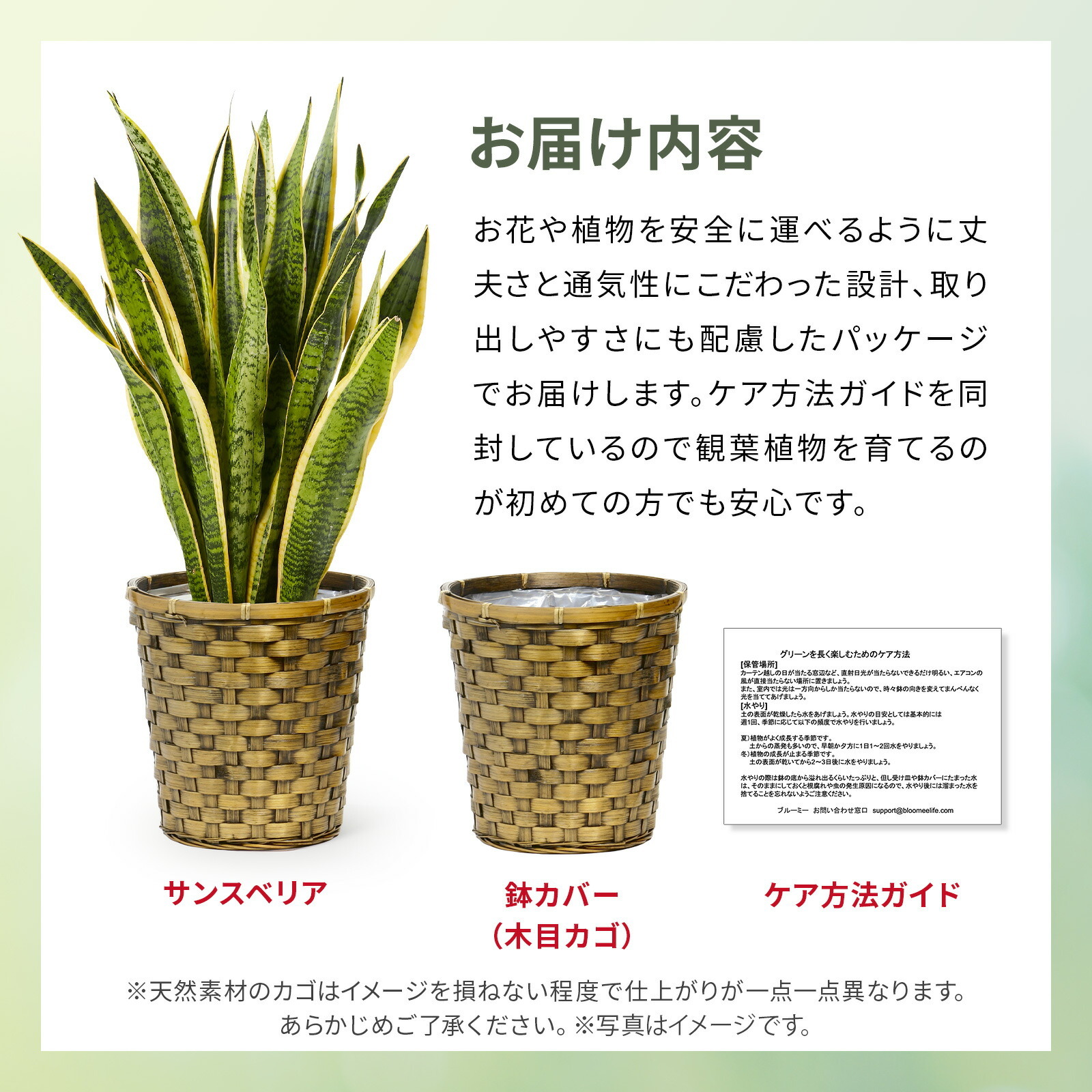 サンスベリア7号　木目カゴ