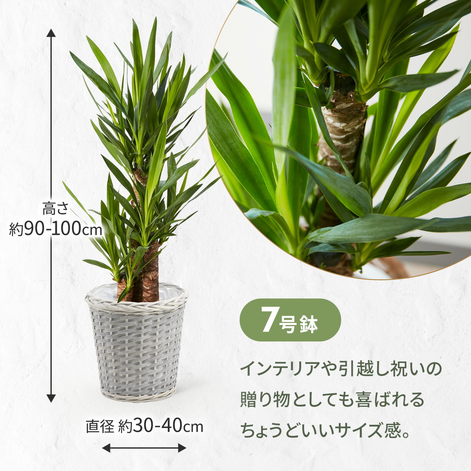 ユッカ 7号 グレーかご