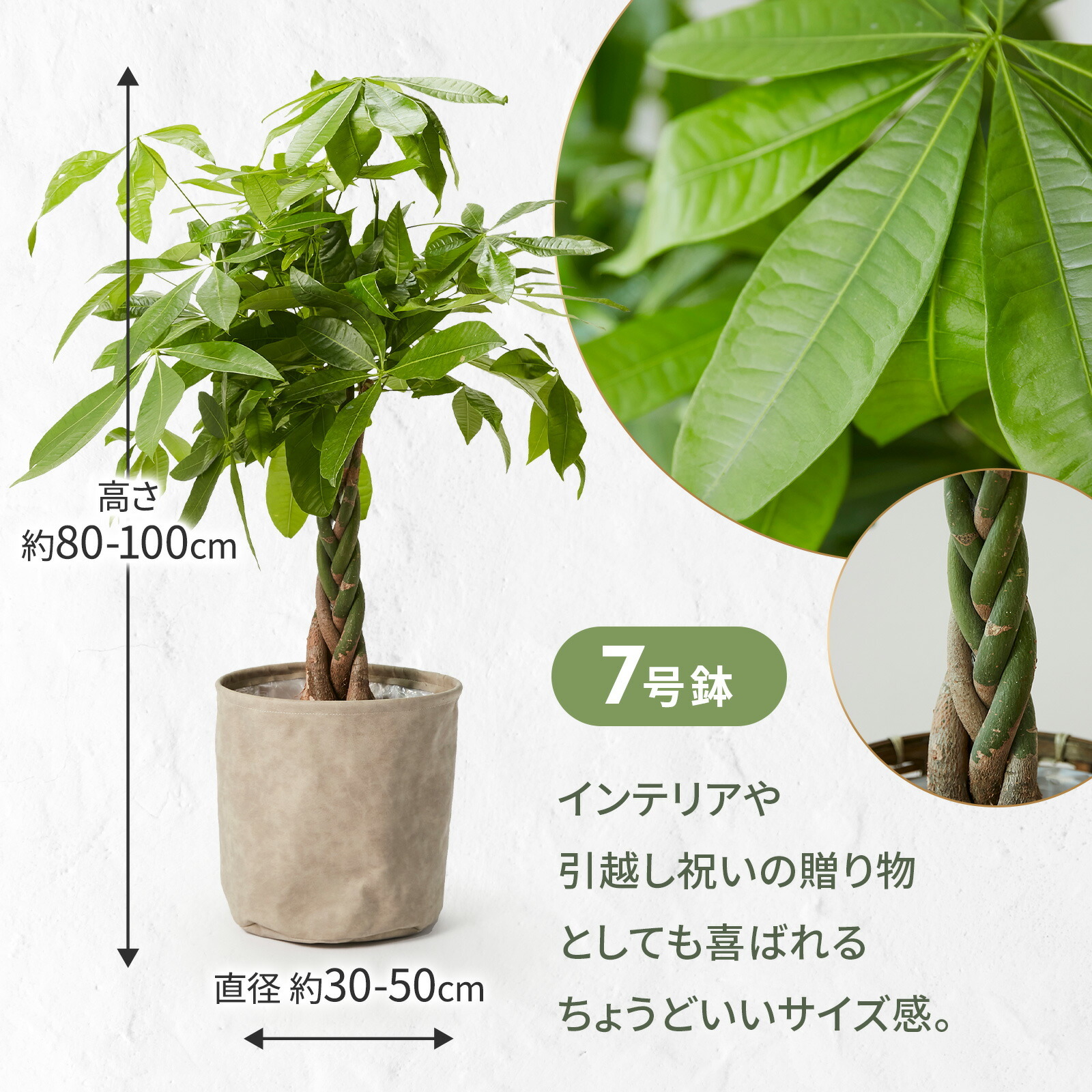 パキラ7号 レザーカバー