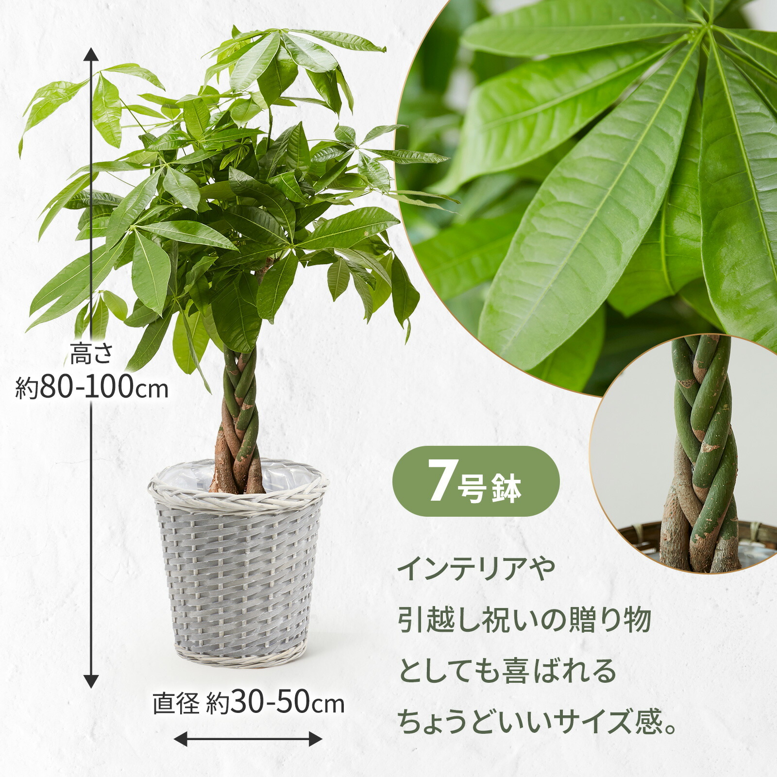 パキラ７号 グレーかご
