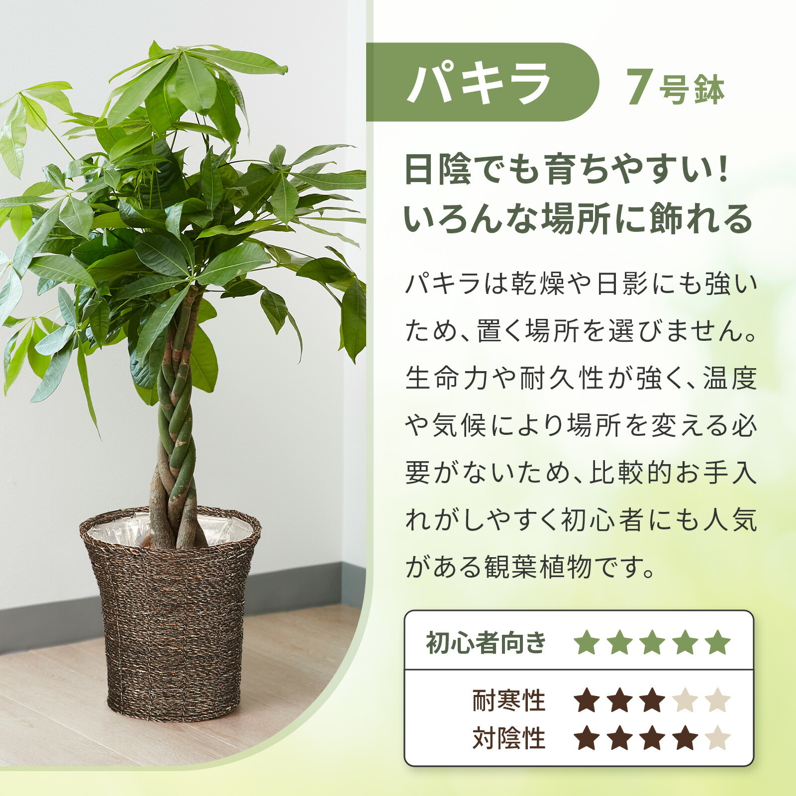 パキラ７号 オリエンタルかご