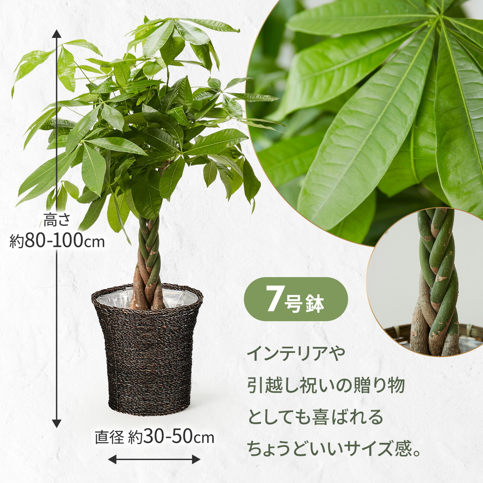 パキラ７号 オリエンタルかご