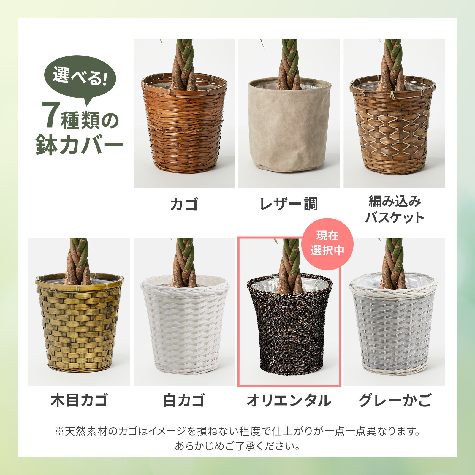パキラ７号 オリエンタルかご