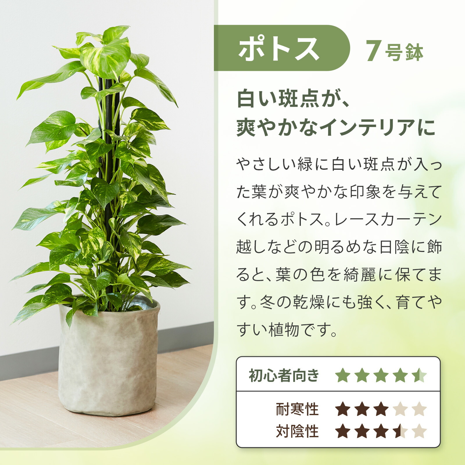 ポトス7号  レザーカバー