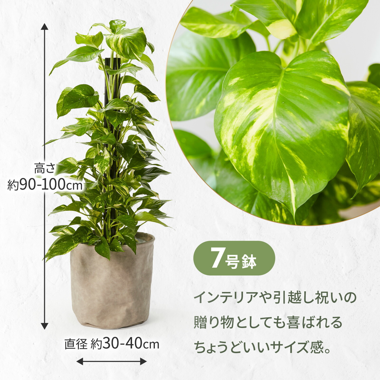 ポトス7号  レザーカバー