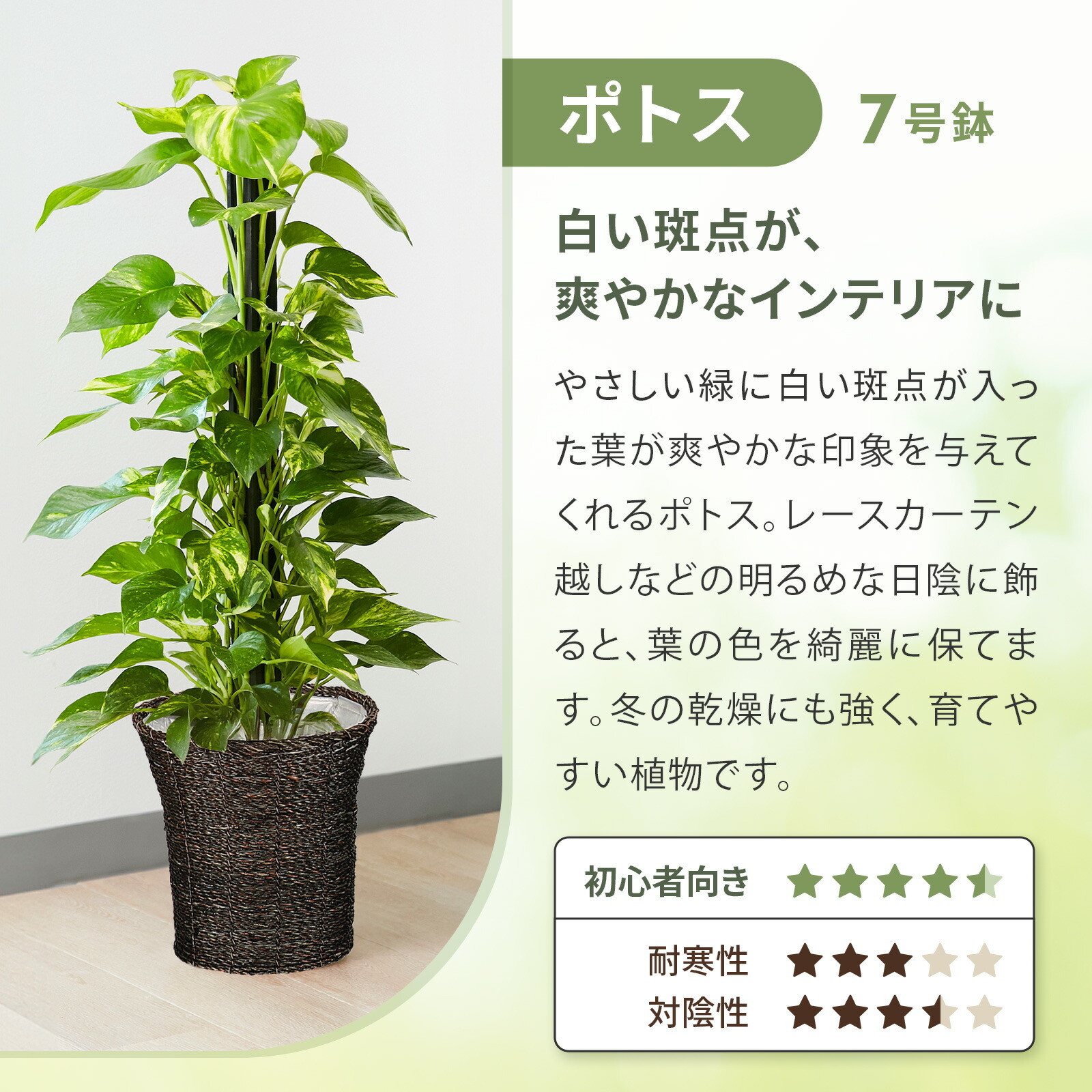 ポトス７号 オリエンタルかご