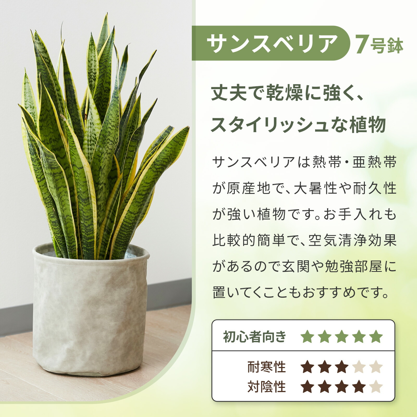サンスベリア7号 レザーカバー