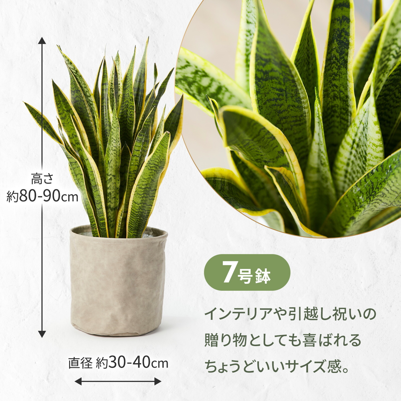 サンスベリア7号 レザーカバー