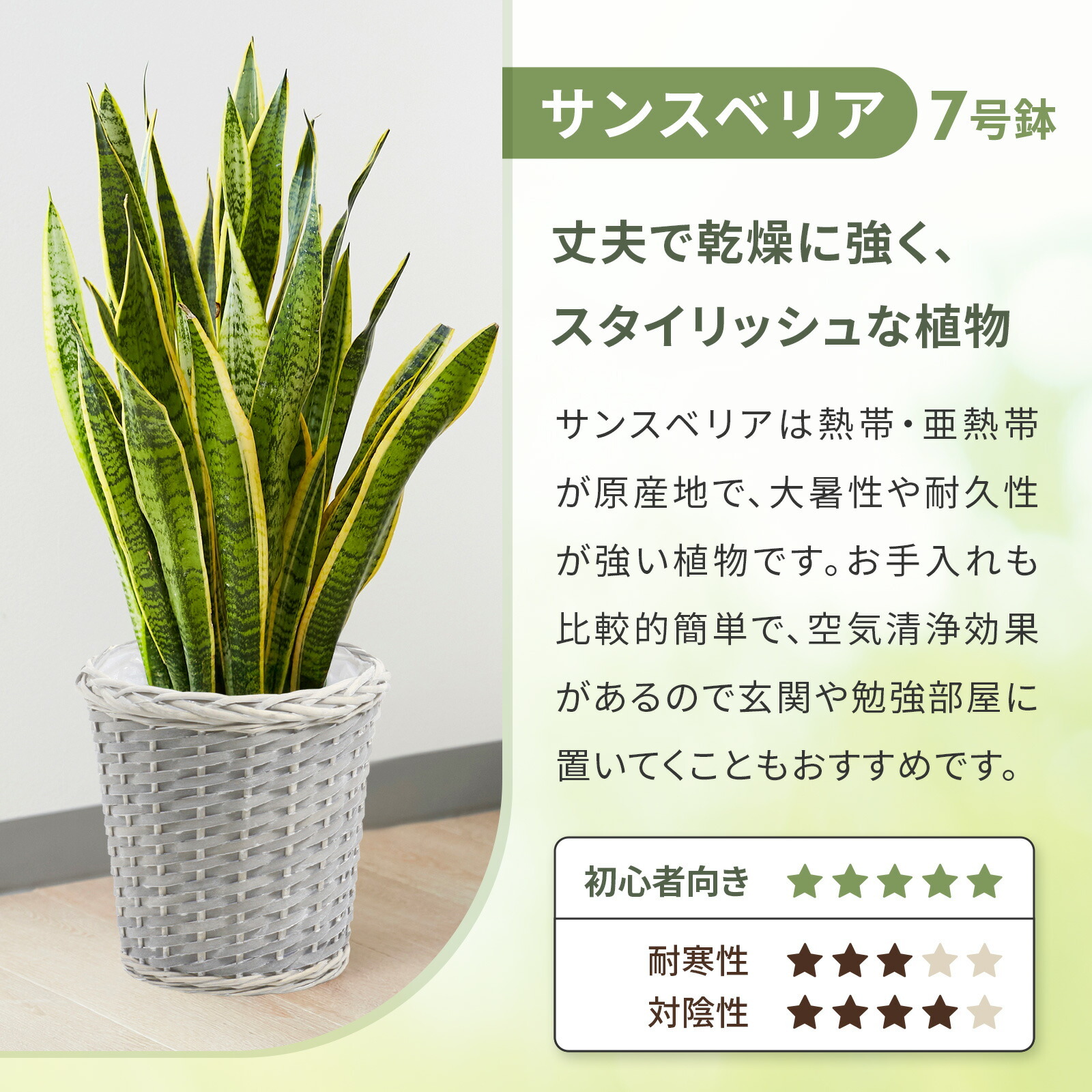 サンスベリア７号 グレーかご
