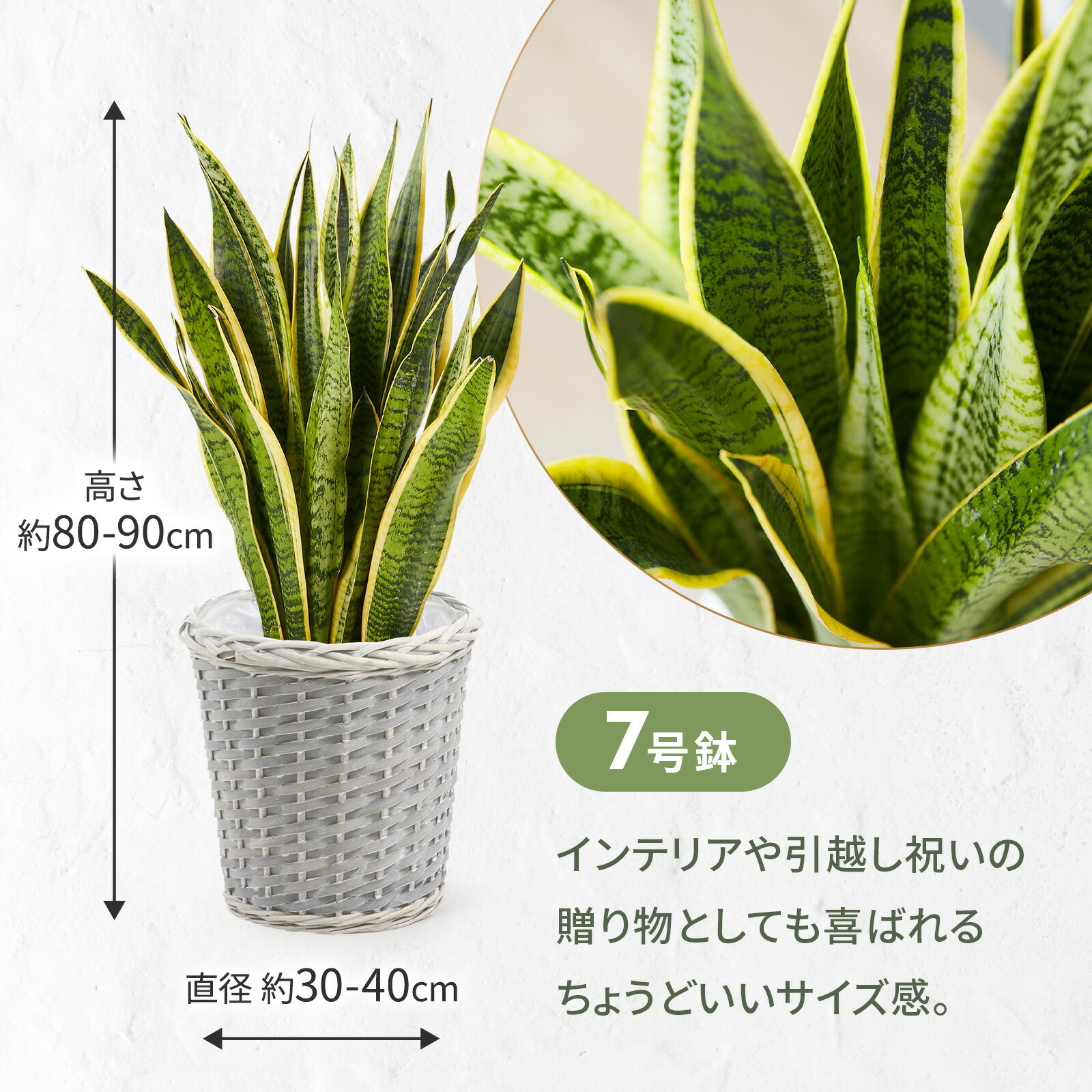 サンスベリア７号 グレーかご