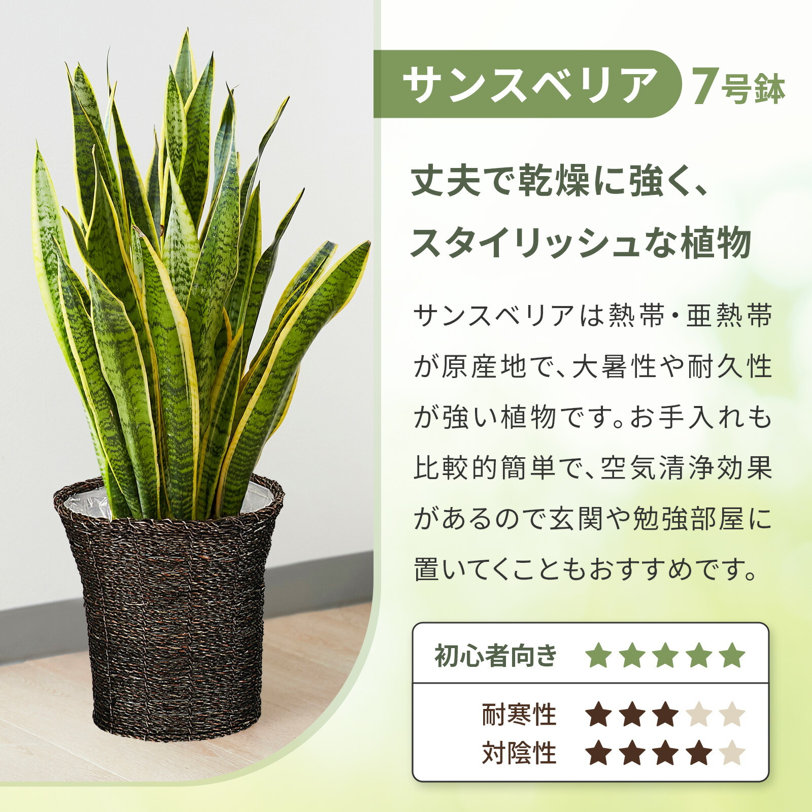 サンスベリア７号 オリエンタルかご