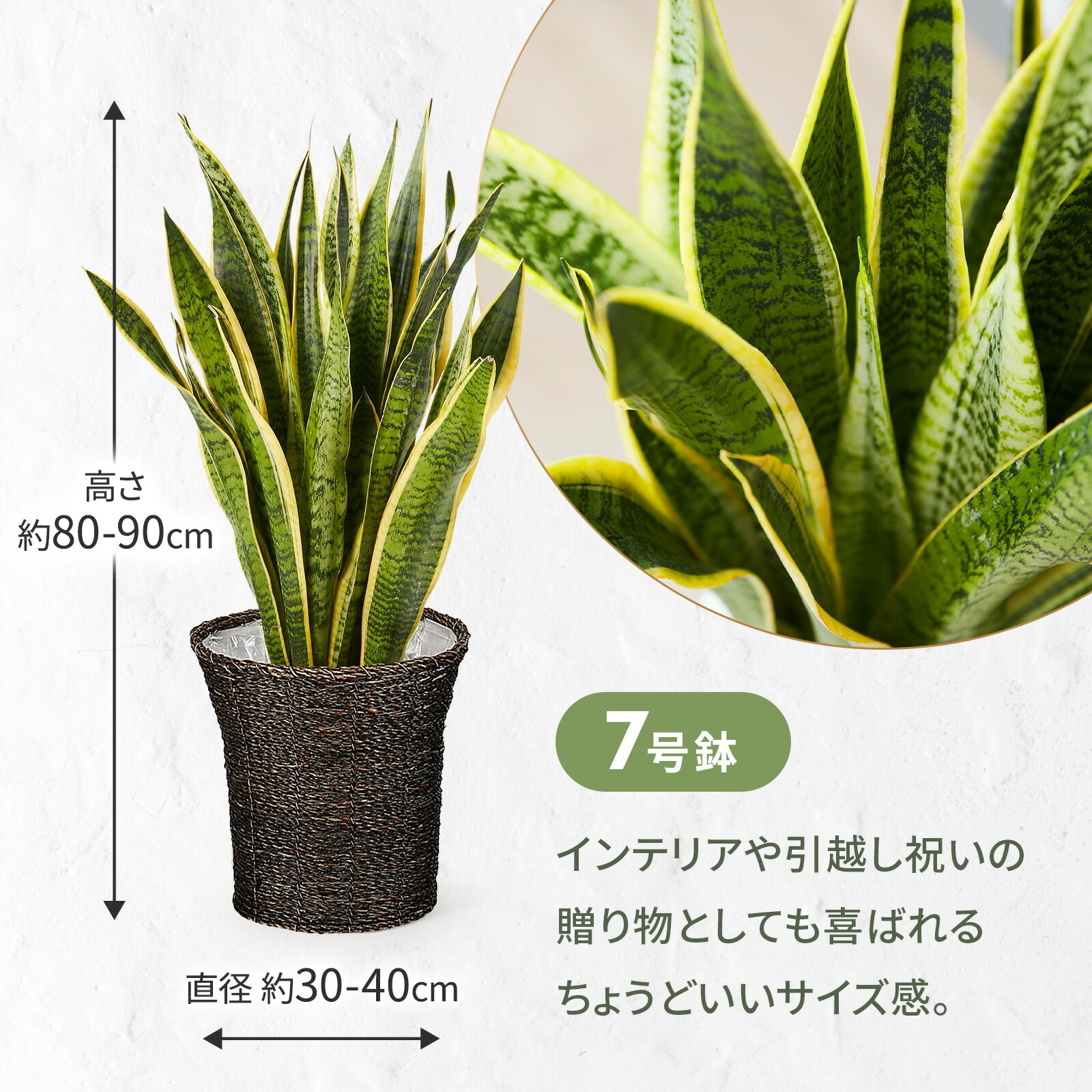サンスベリア７号 オリエンタルかご