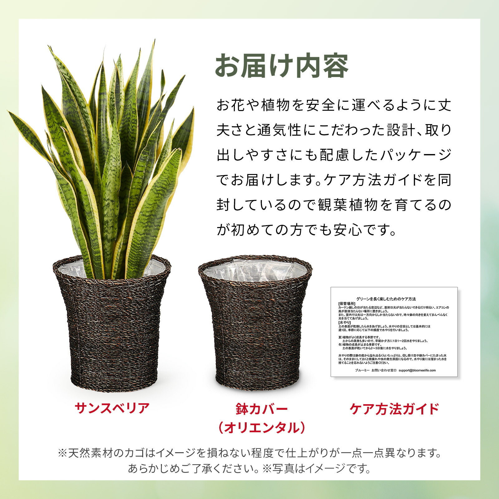 サンスベリア７号 オリエンタルかご