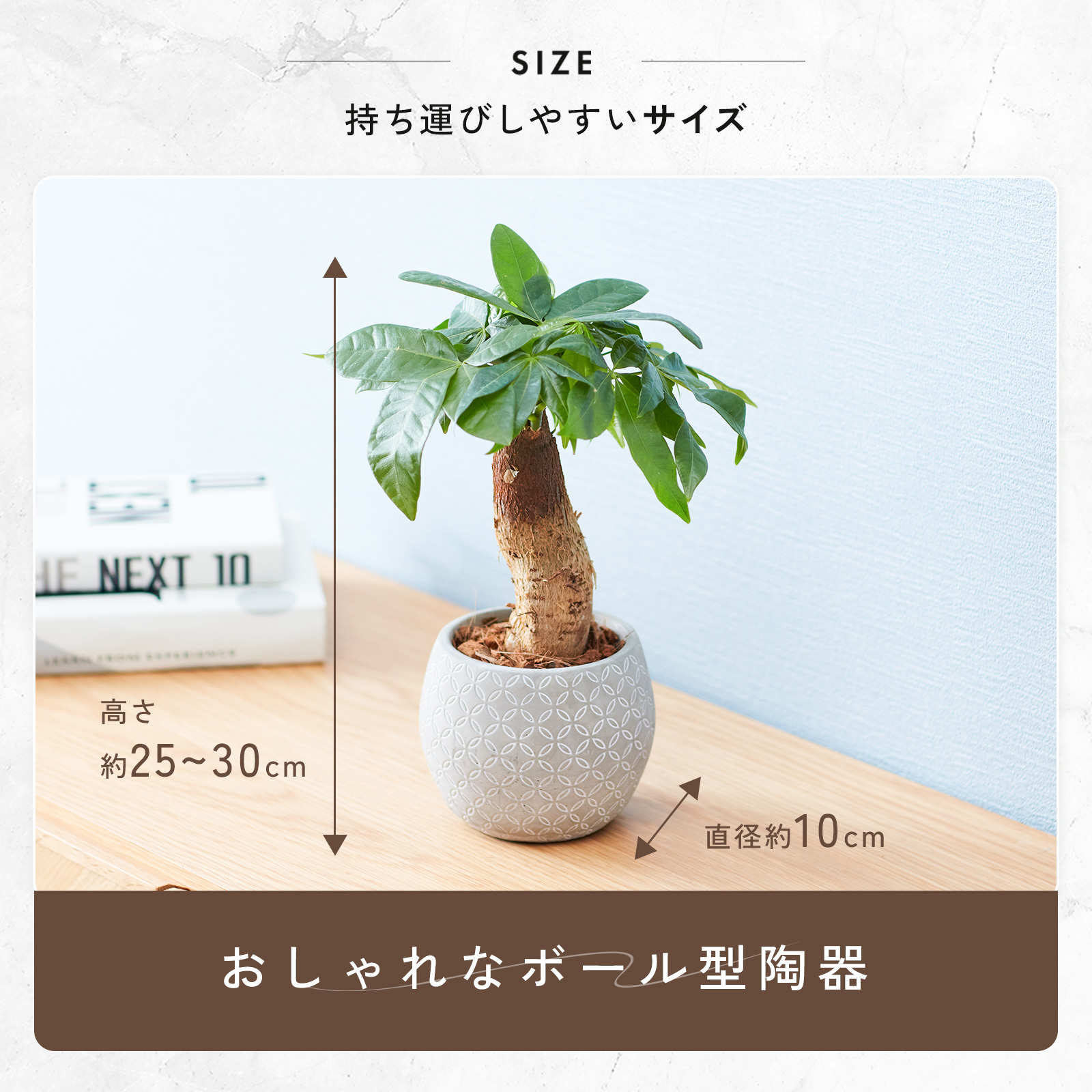 パキラ 4.5号 ボール型陶器