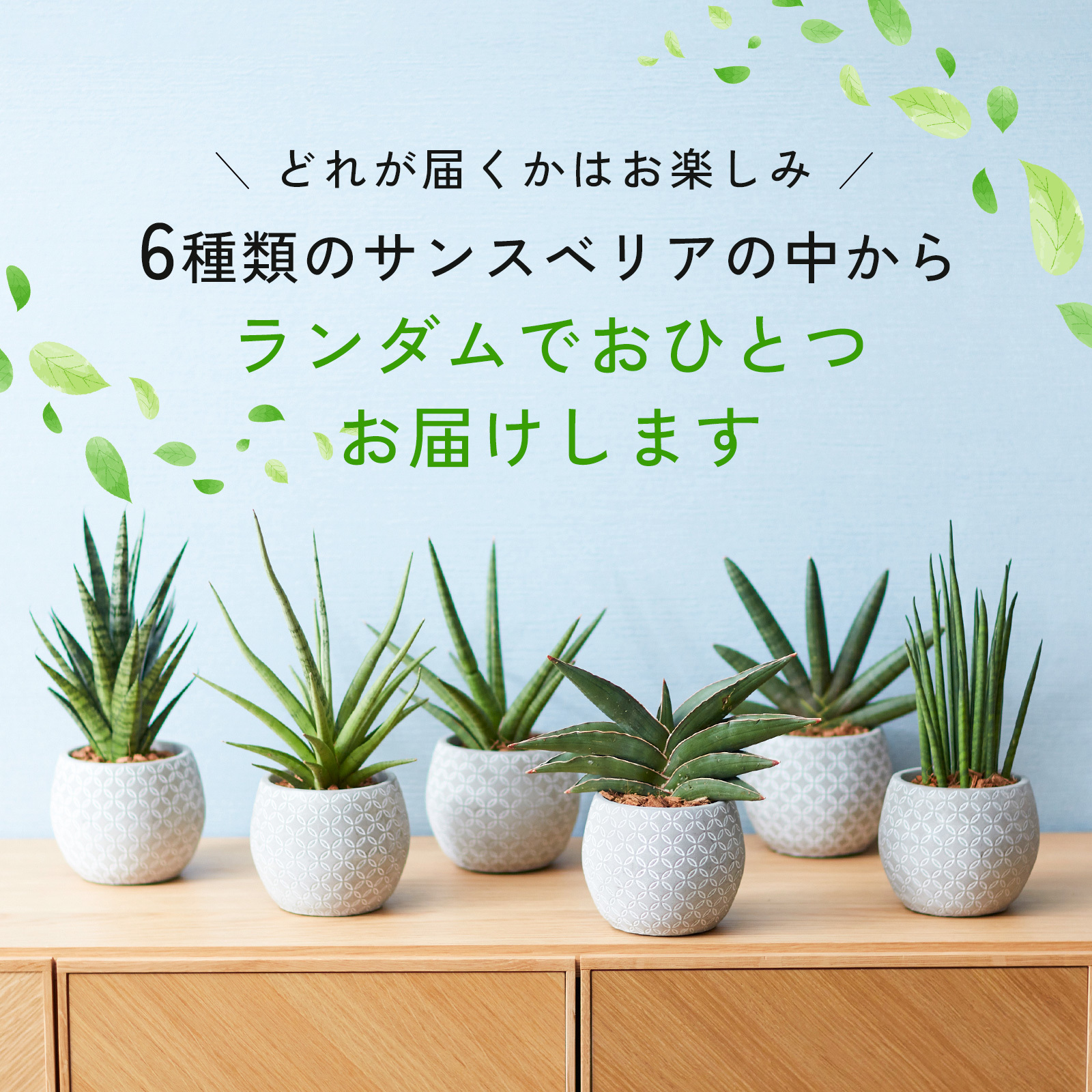 サンスベリア 4.5号 ボール型陶器 | 観葉植物のギフト通販 ブルーミー
