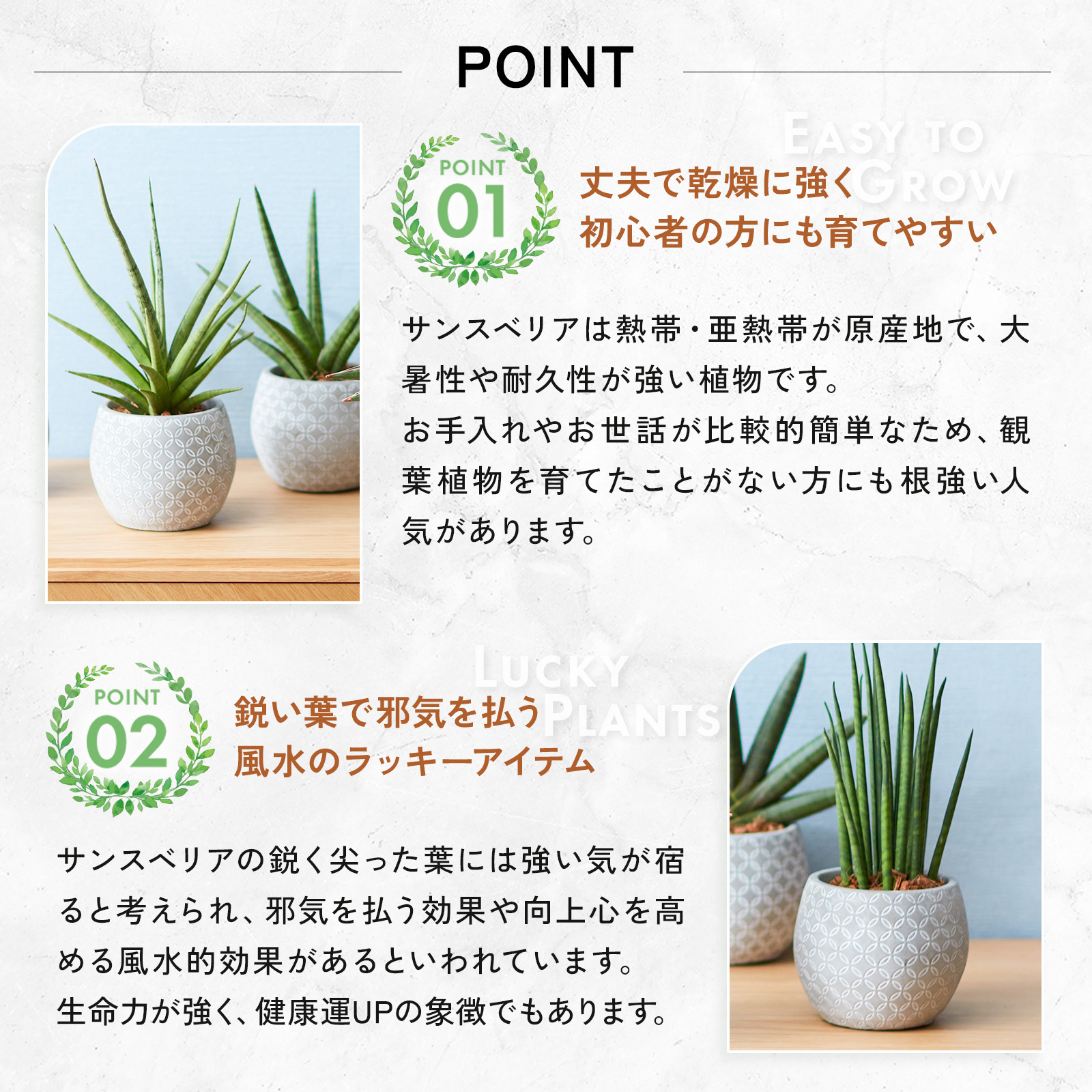 サンスベリア 4.5号 ボール型陶器 | 観葉植物のギフト通販 ブルーミー