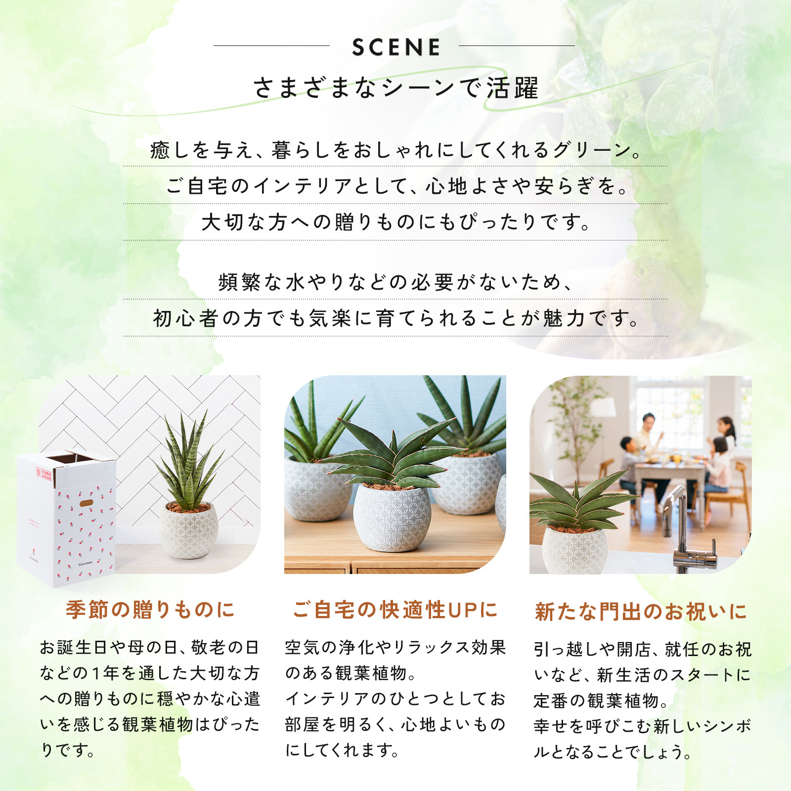 サンスベリア 4.5号 ボール型陶器 | 観葉植物のギフト通販 ブルーミー