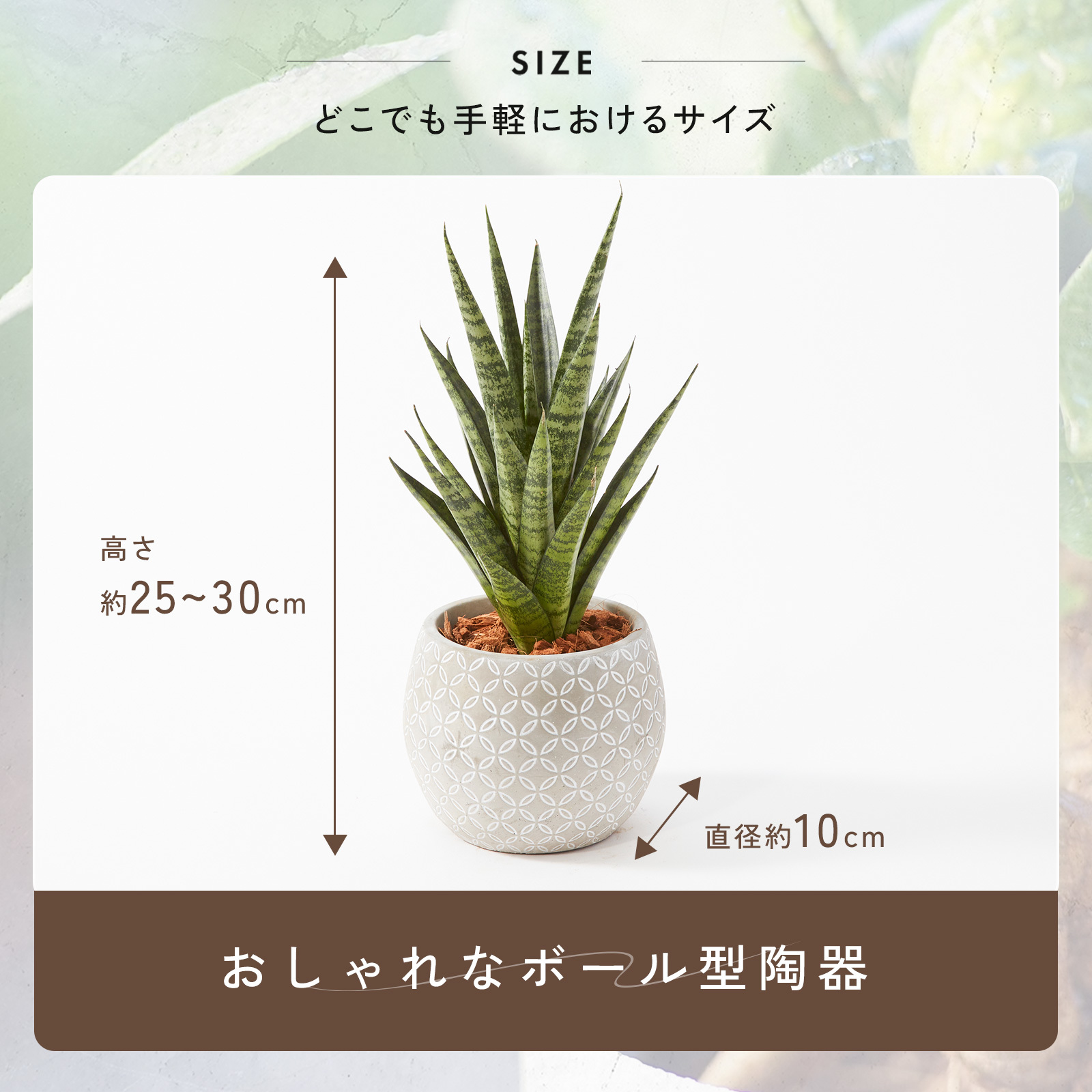 サンスベリア 4.5号 ボール型陶器 | 観葉植物のギフト通販 ブルーミー