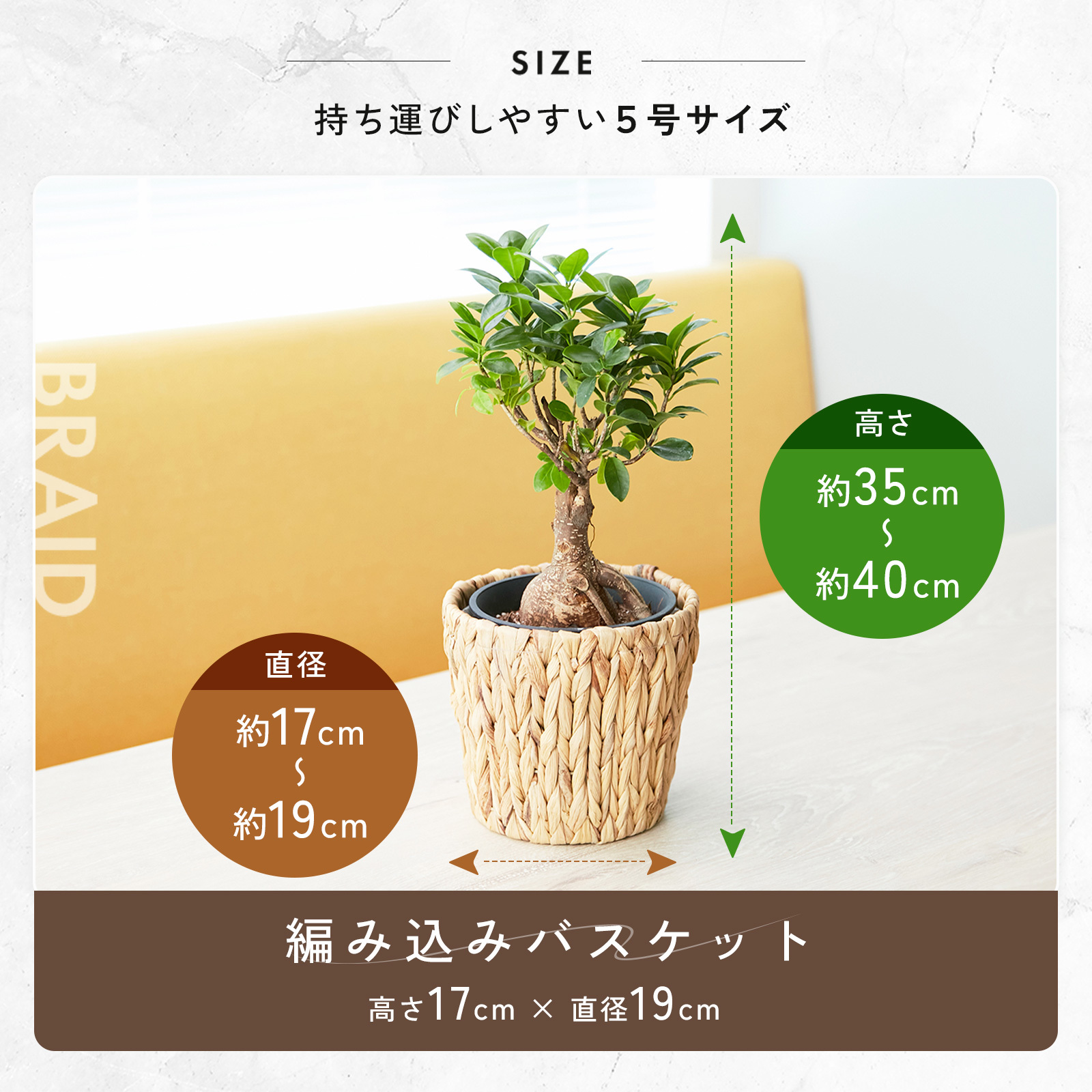 ガジュマル 5号 編み込みバスケット