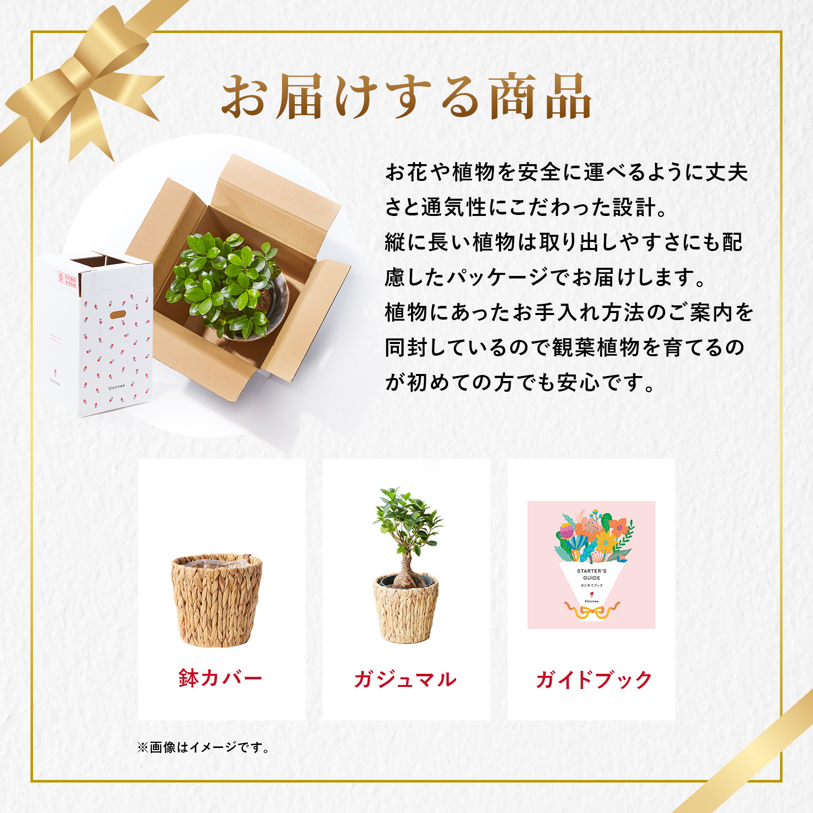 ガジュマル 5号 編み込みバスケット | 観葉植物のギフト通販