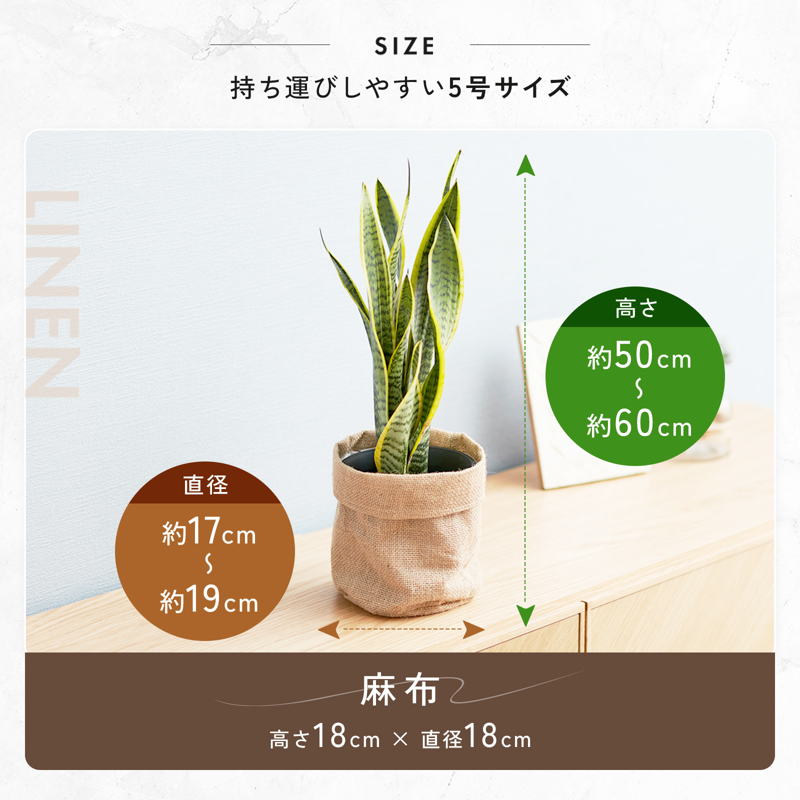 サンスベリア 5号 布カバー