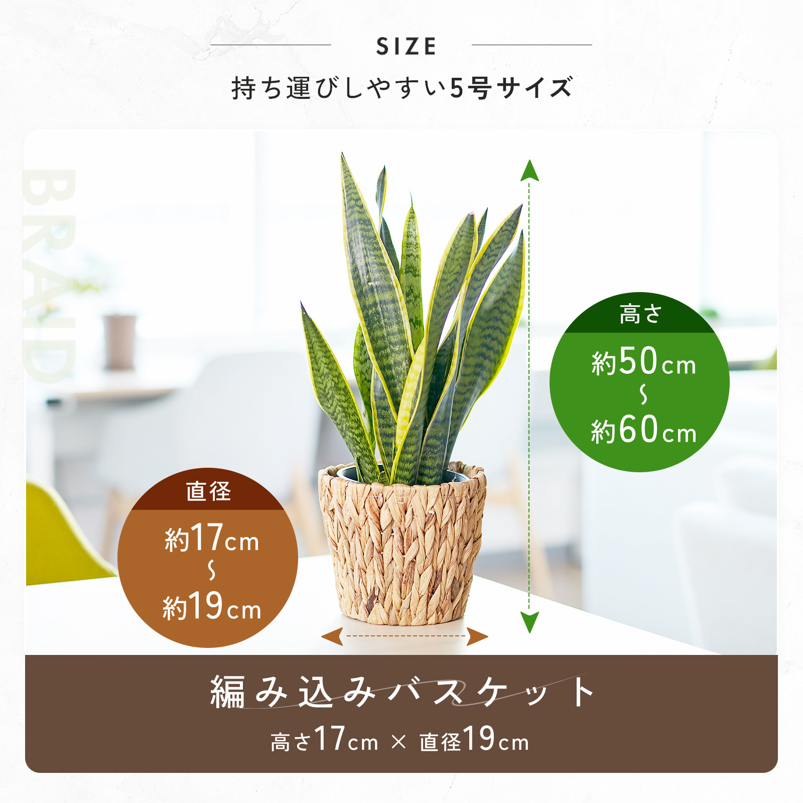 サンスベリア 5号 編み込みバスケット