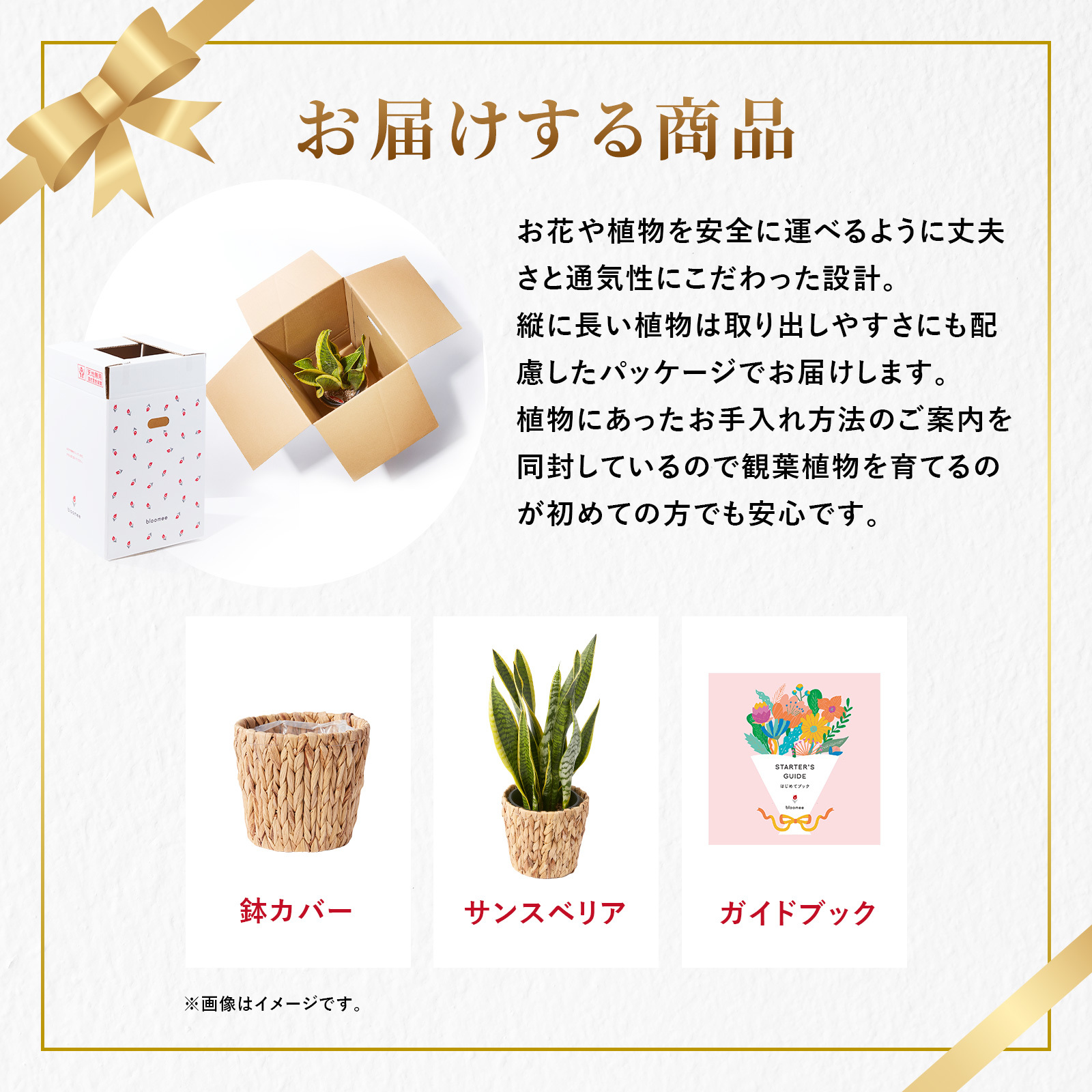 サンスベリア 5号 編み込みバスケット