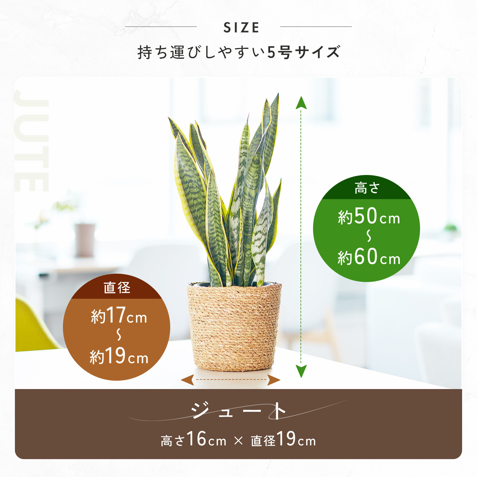 サンスベリア 5号 ジュートカバー