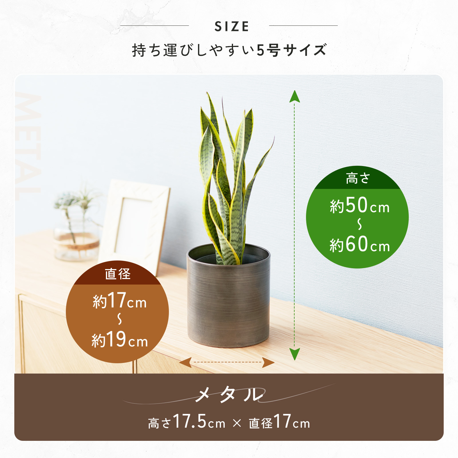 サンスベリア 5号 メタル鉢カバー | 観葉植物のギフト通販 ブルーミー