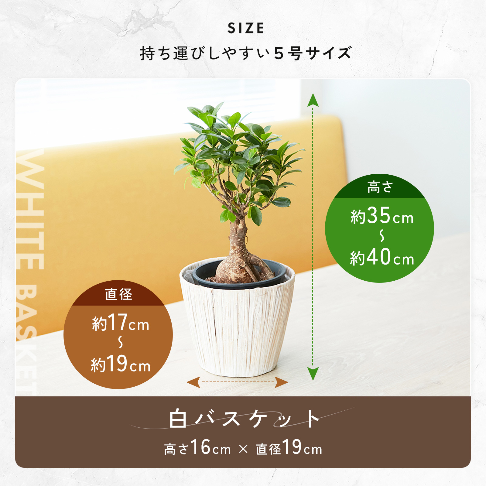 ガジュマル 5号 ホワイトバスケット | 観葉植物のギフト通販
