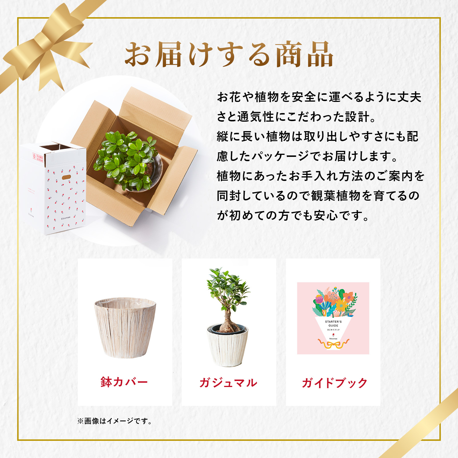ガジュマル 5号 ホワイトバスケット | 観葉植物のギフト通販