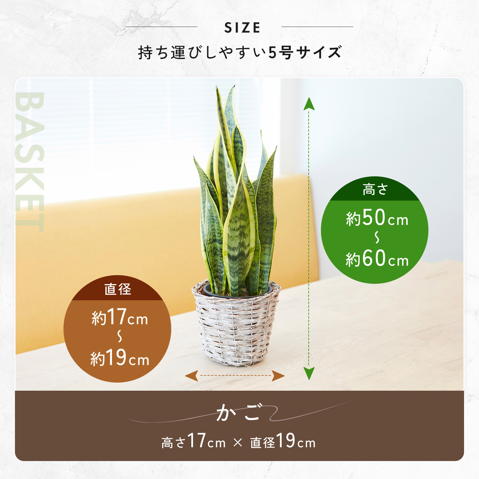 サンスベリア 5号 かごカバー