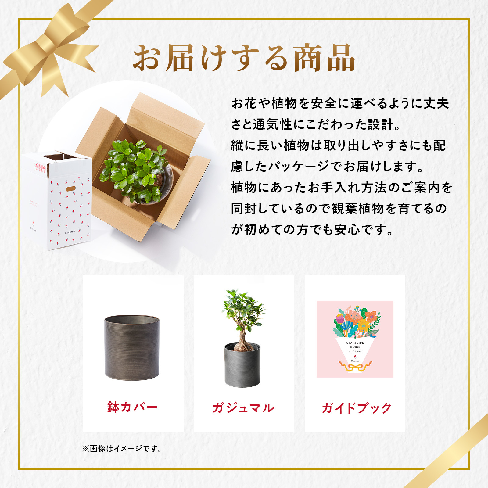 ガジュマル 5号 メタル鉢カバー | 観葉植物のギフト通販 ブルーミーストア