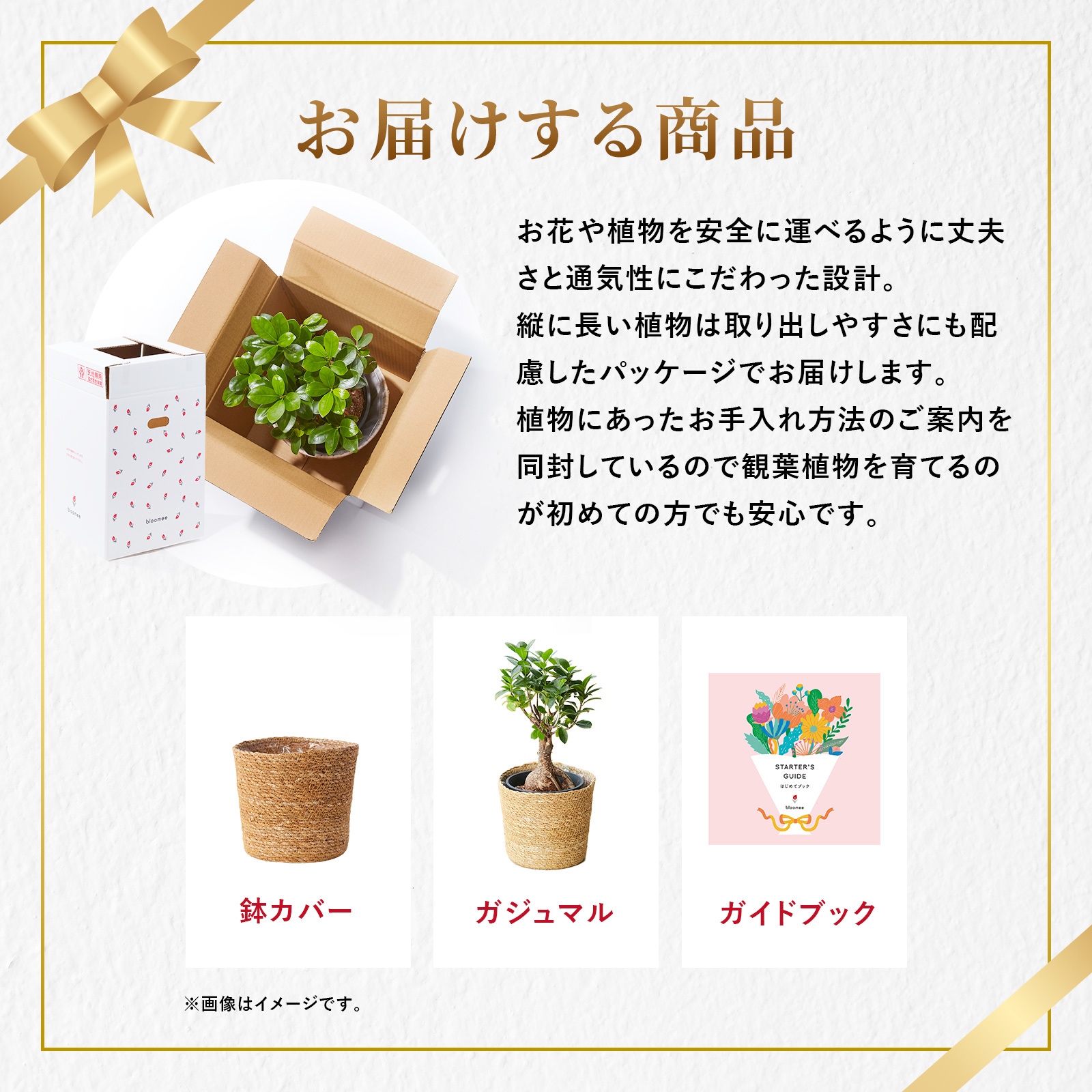 ガジュマル 5号 ジュートカバー | 観葉植物のギフト通販 ブルーミーストア