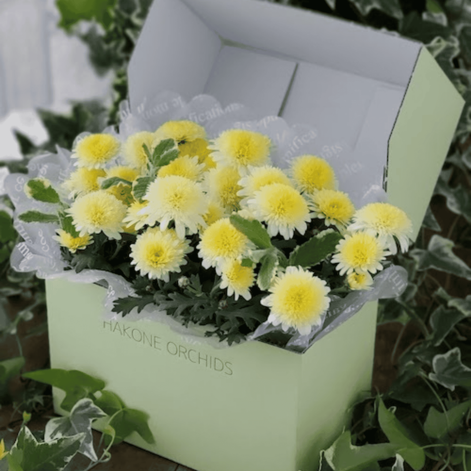 マーガレットの箱苗ミニ（鉢植え）※お色はランダムでお届け
