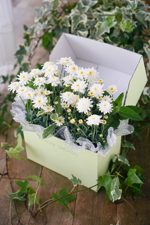 マーガレットの箱苗ミニ（お色はランダムでお届け）