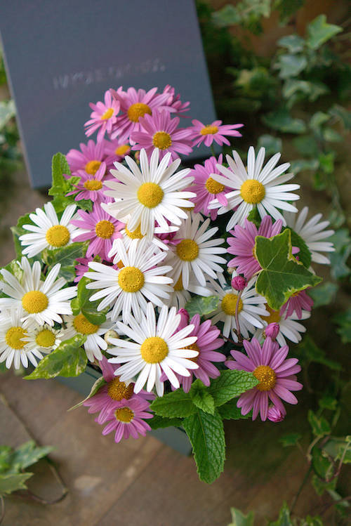 マーガレットの箱苗